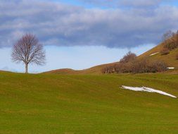 lonely tree on the edge of the meadow with the snow