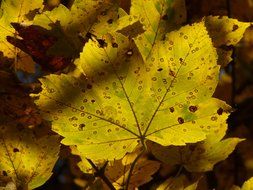 autumn leaves of mountain maple