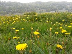 prato dandelion mountain flowers