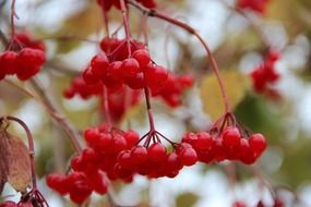 red rowan as a decoration of autumn