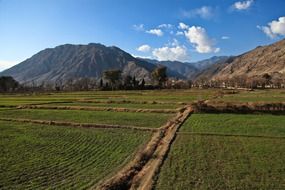 farm fields in afghanistan