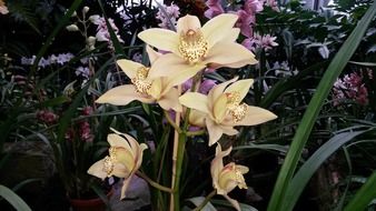 light orchids among other colorful flowers