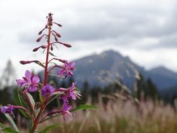 Rosebay, Willowherb in view of mountains