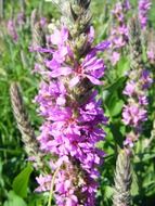 perfect flowers purple spikes