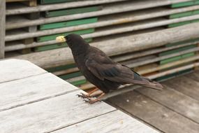 Pyrrhocorax graculus or Alpine chough