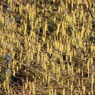 Beautiful yellow birch flowers in the forest