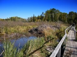 footbridge through wetland to forest, usa, minnesota