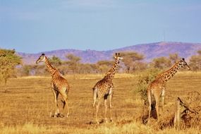 three wild giraffes in scenic tanzania