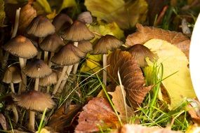 mushrooms on the ground among the dry leaves
