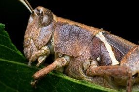grasshopper close up on a green leaf