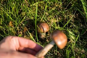 collecting of wild mushrooms