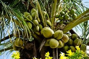 many green coconuts on the palm tree
