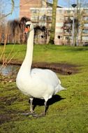 splendiferous white swan