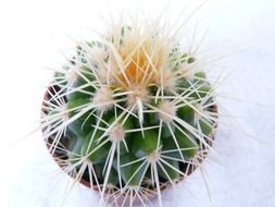 splendiferous golden ball cactus