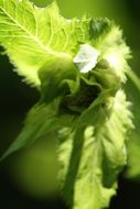 hazel leaves