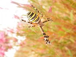 yellow black spider insect