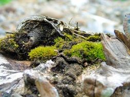 moss on a tree root