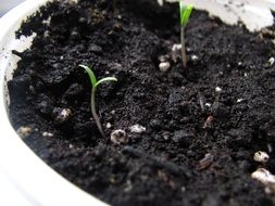 seed plant