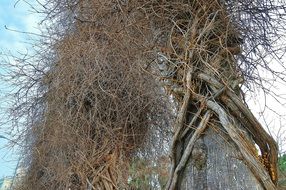 photo of entwined trees