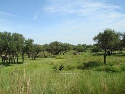 green countryside at summer