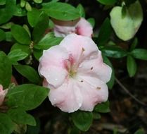 Azalea is an ornamental shrub