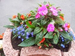 multicolored flowers in a decorative pot