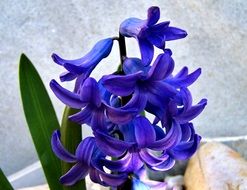 perfect blue hyacinth