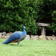 Colorful and beautiful peahen figure in the garden