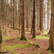 forest without grass in the auvergne area