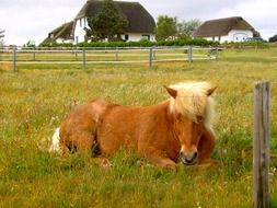 horse lying on the grass on the background of houses