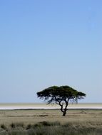 tree in the desert