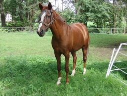brown horse on green grass