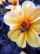 bumblebee on open dahlia flower