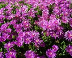 ice plant purple