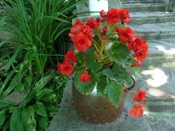 Red begonia flower in a pot