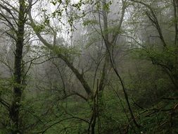 mountain forest in the rain