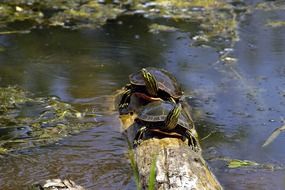 turtle couple on wood o=in lake