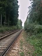 landscape of railway track in forest