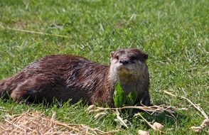 European otter on green grass