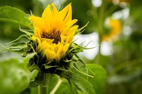 sunflower blooming