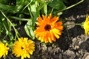marigold flowers on soil close-up on blurred background