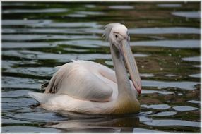 portrait of pelican in the pond in Holland