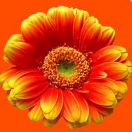 gerbera orange blossom