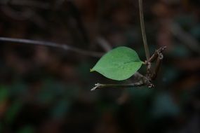 Green leaf forest individually