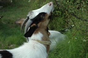 goat chews bush