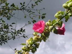 red mallow flowers against the sky