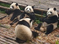 Cute black and white pandas are sitting on the ground