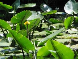 green lily leaves in water