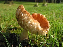 chestnut mushroom in the grass on a blurred background