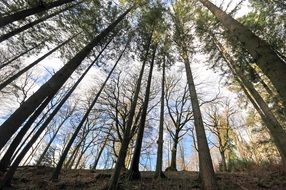 forest under clouds, uk, england, grizedale